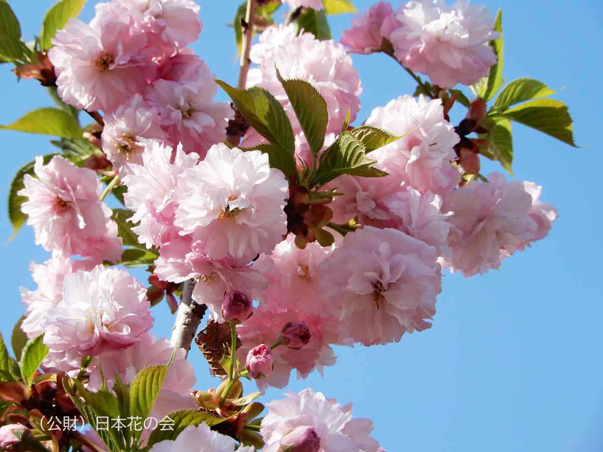 松前琴糸桜
