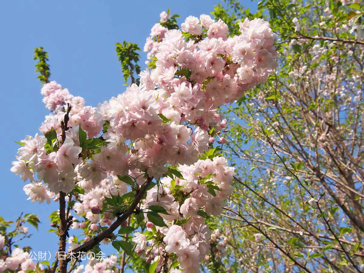 新品未使用 正絹 名古屋帯 桜 メジロ ウグイス 枝花 いじらしく