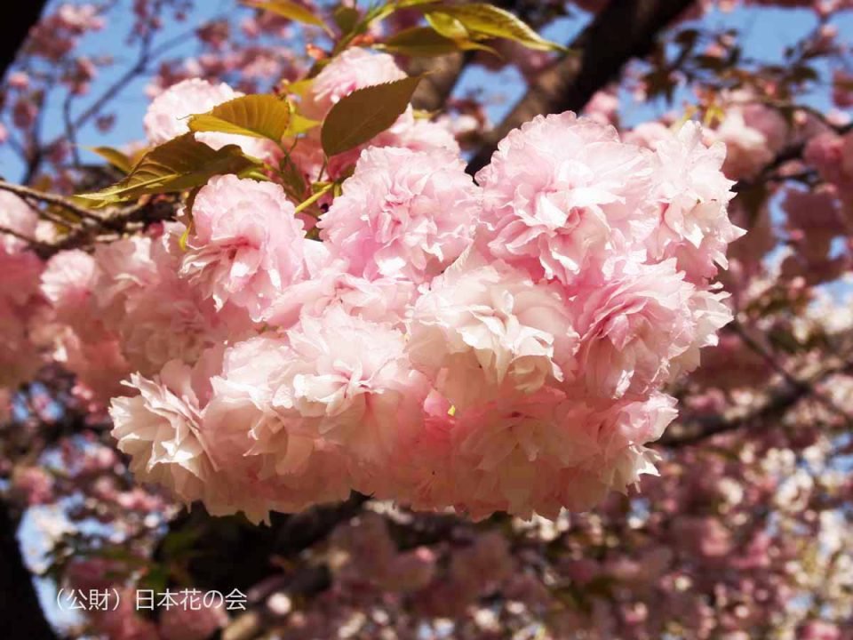 松前花染衣