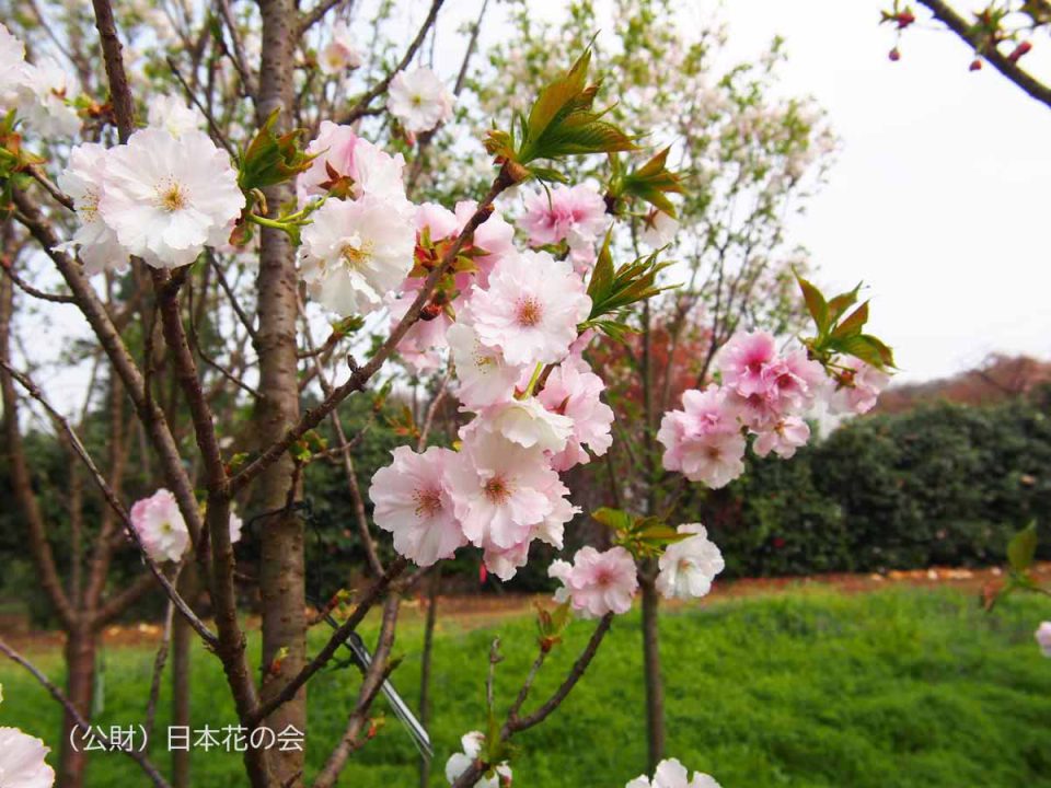 松前福寿桜