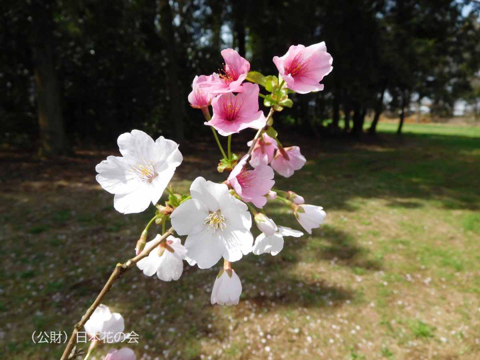 真鶴桜