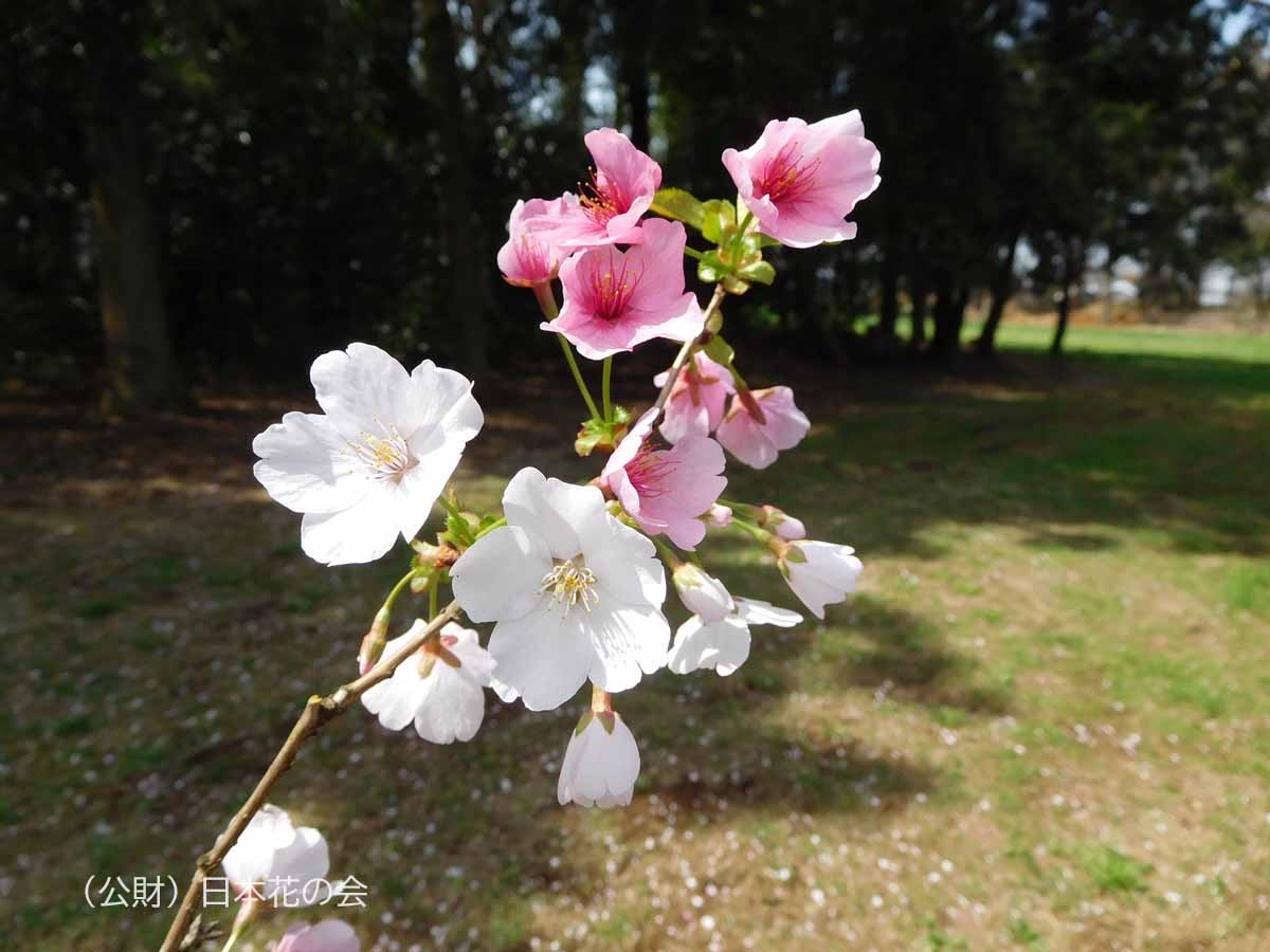 真鶴桜