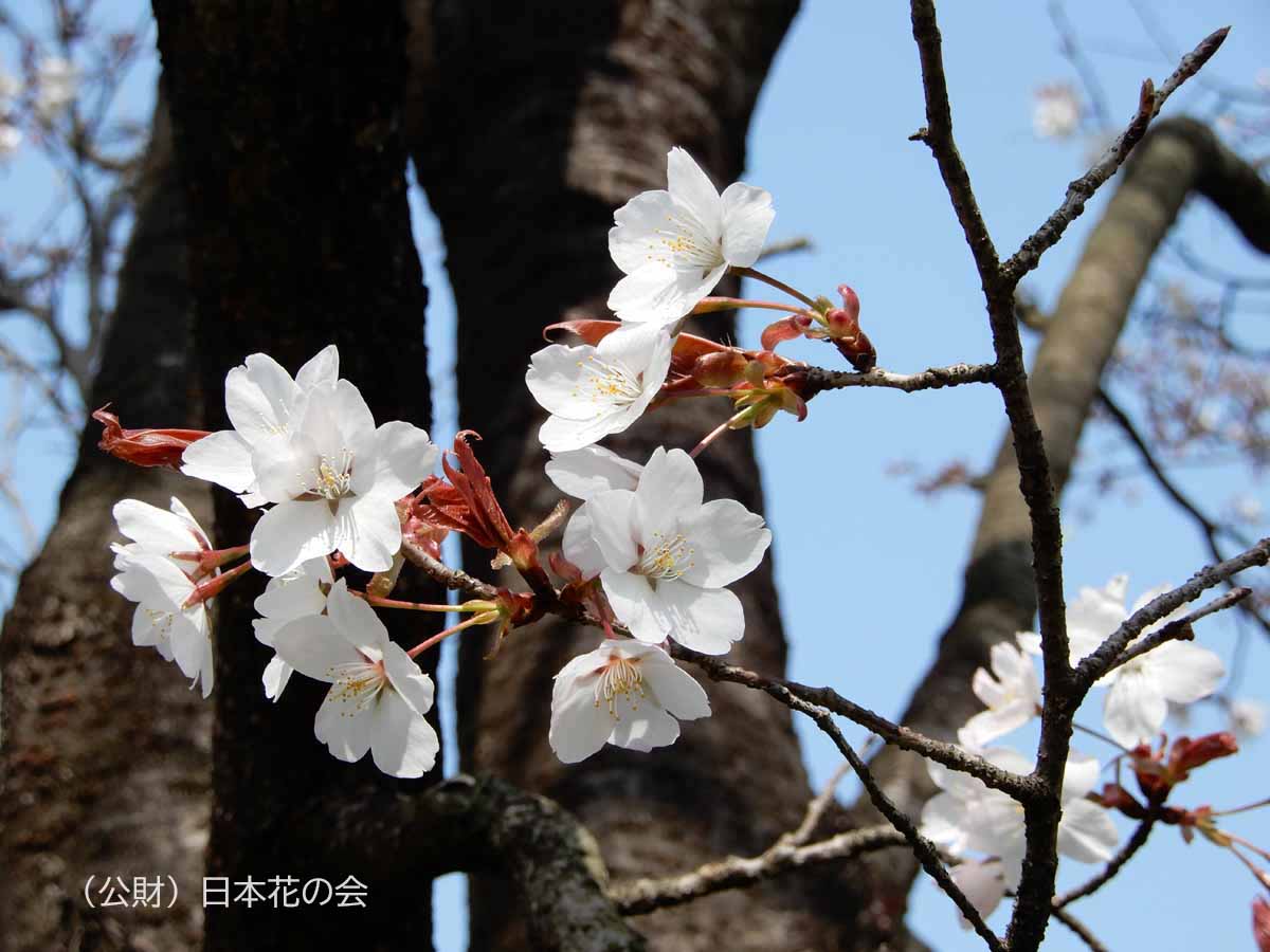 三島富士見桜