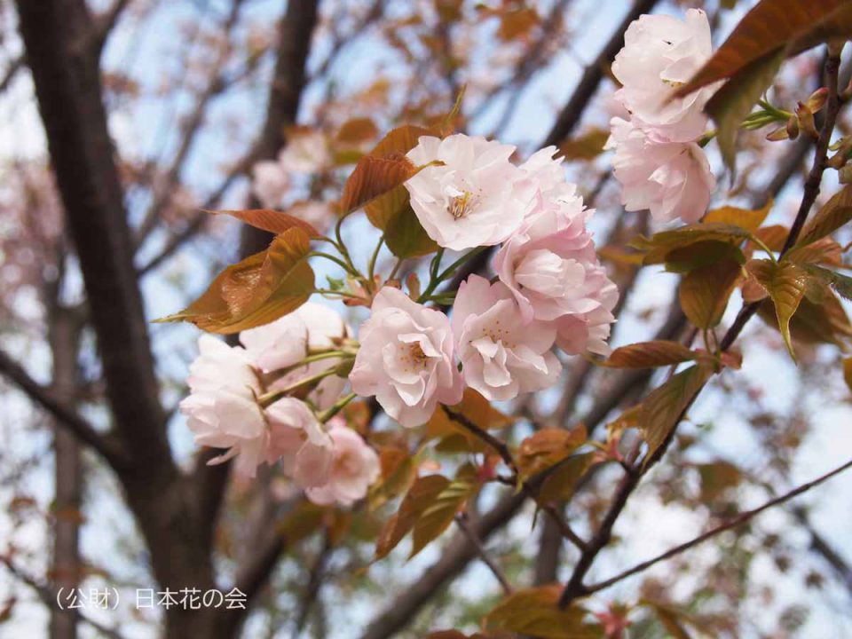 実生無名（妹背729実生）