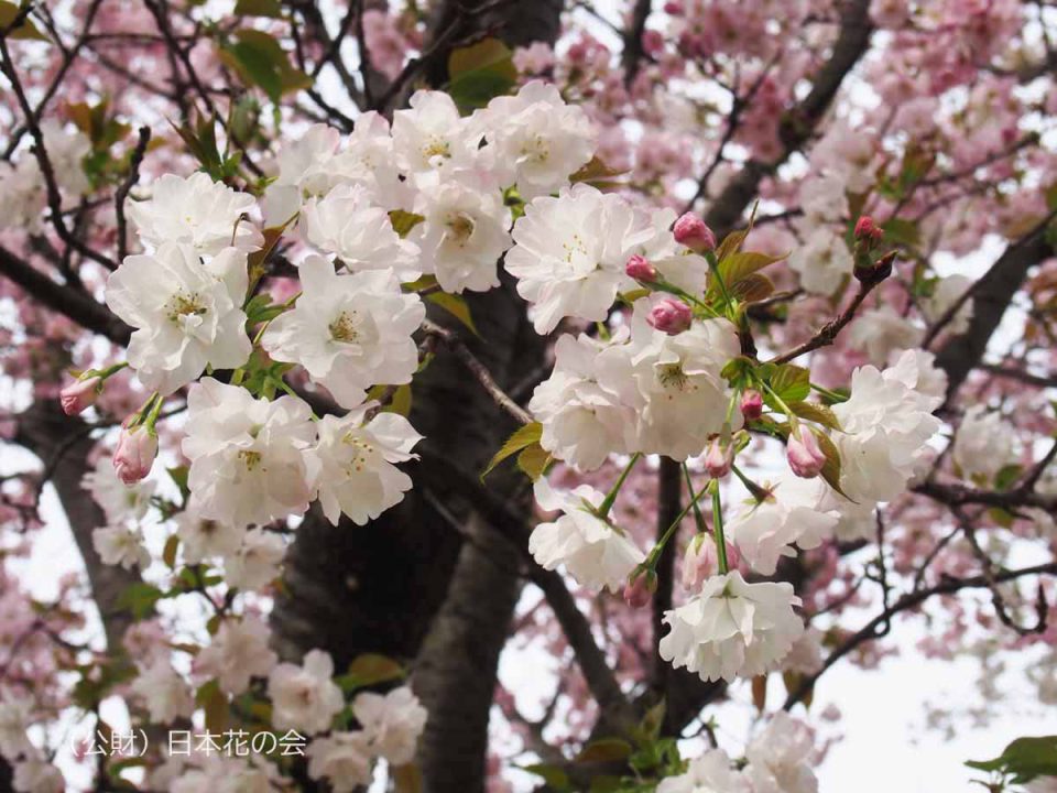 実生無名（奥州里桜1224実生）