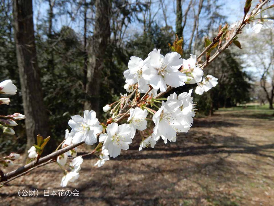 水玉桜