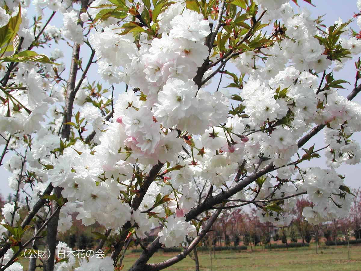 三ヶ日桜