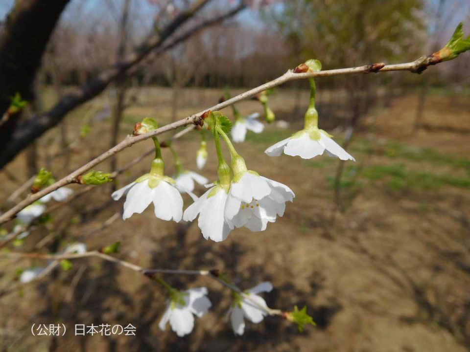 緑桜