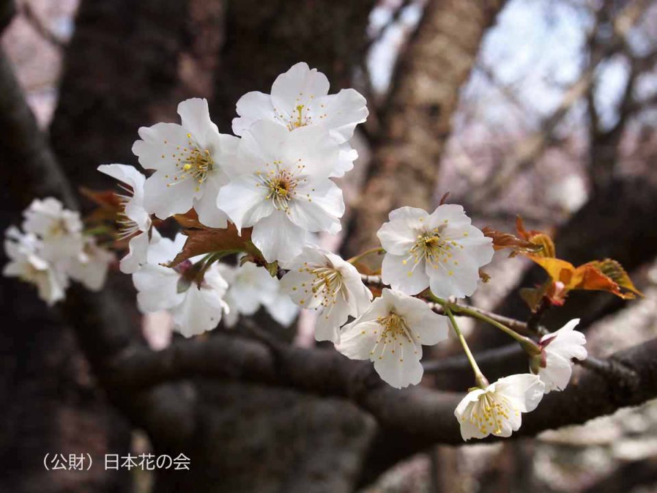 身延桜