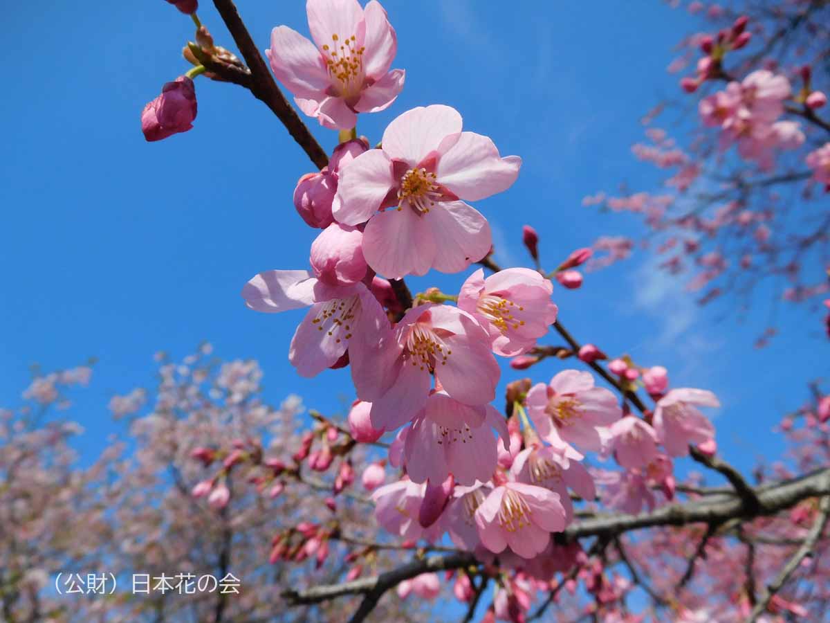 雅（プリンセス雅） | 桜図鑑｜公益財団法人日本花の会