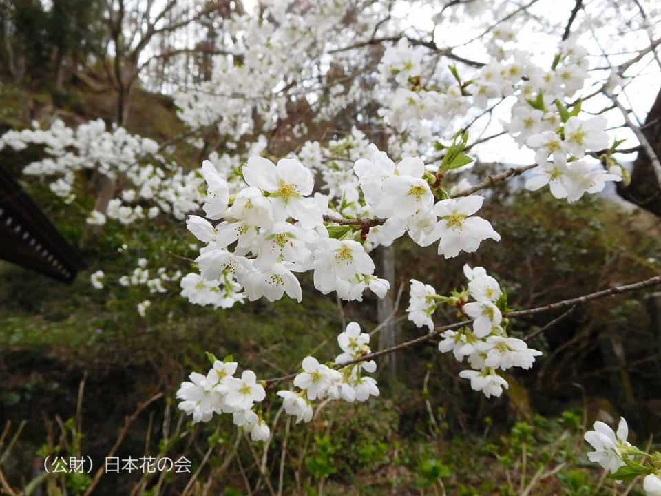 明徳慈眼桜