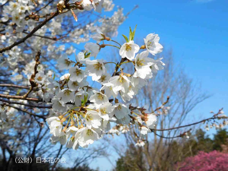 霧社桜