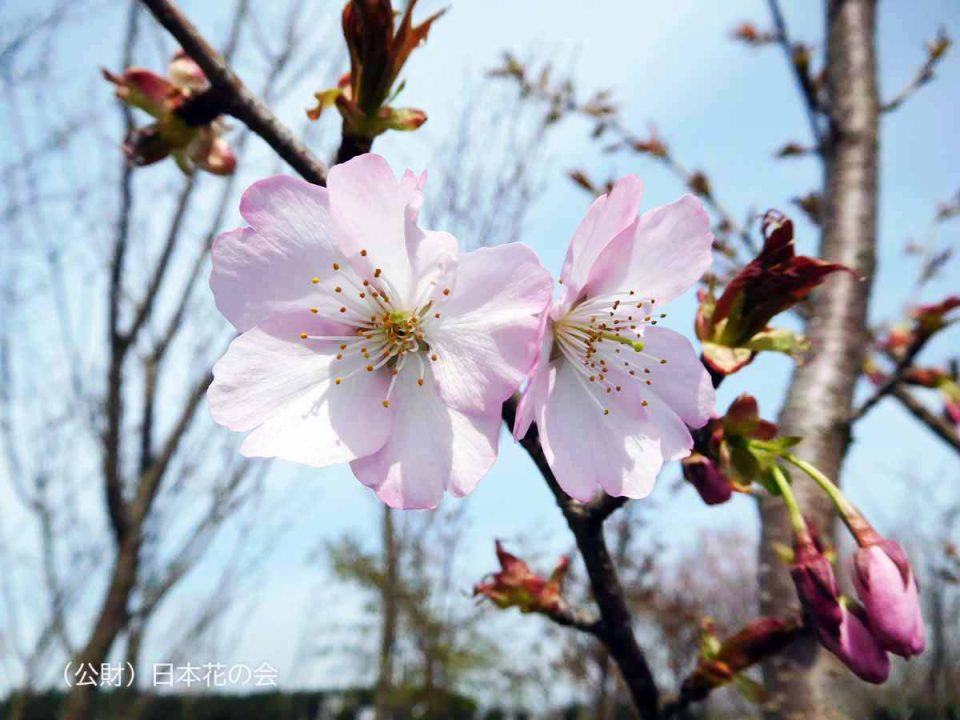 紫桜