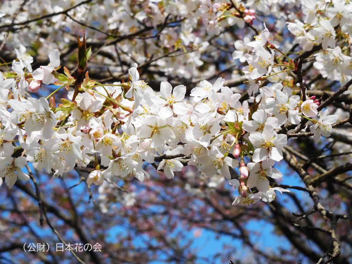 望月桜