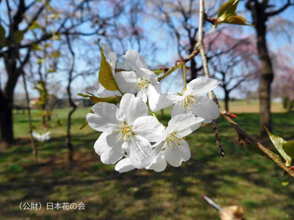 盛岡枝垂