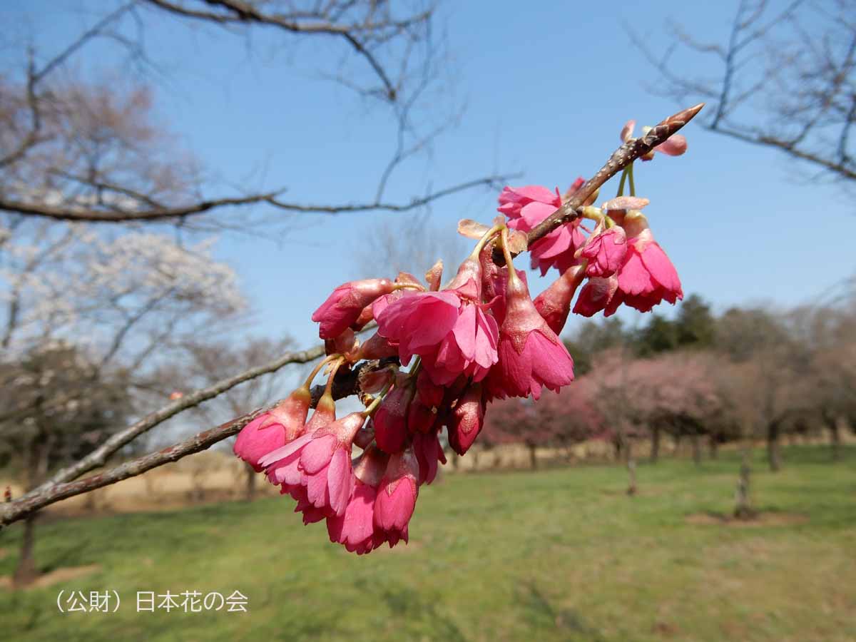 八重寒緋桜