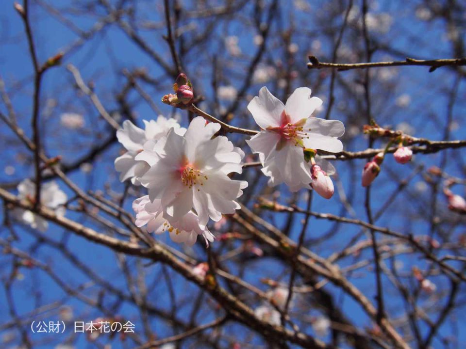 八重の豆桜