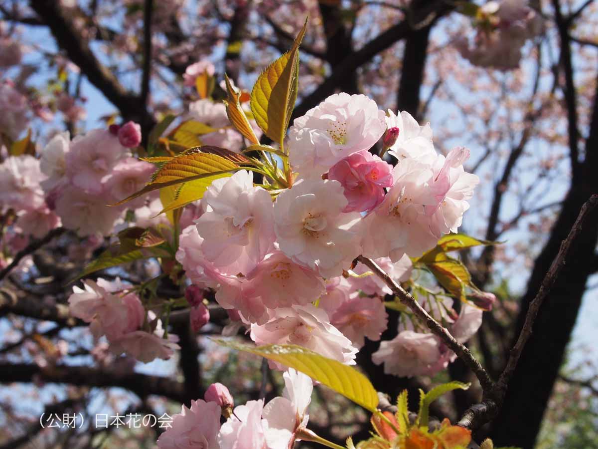 八重紅大島 桜図鑑 公益財団法人日本花の会