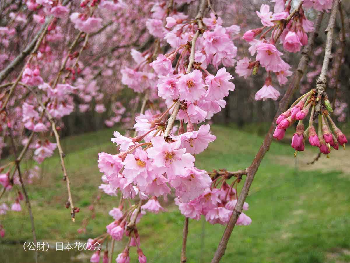 八重紅枝垂 桜図鑑 公益財団法人日本花の会