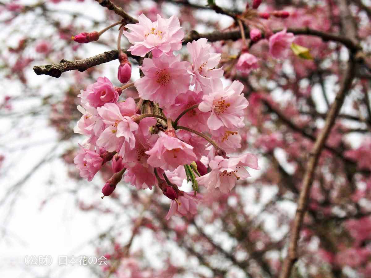 八重紅枝垂 佐野系 桜図鑑 公益財団法人日本花の会