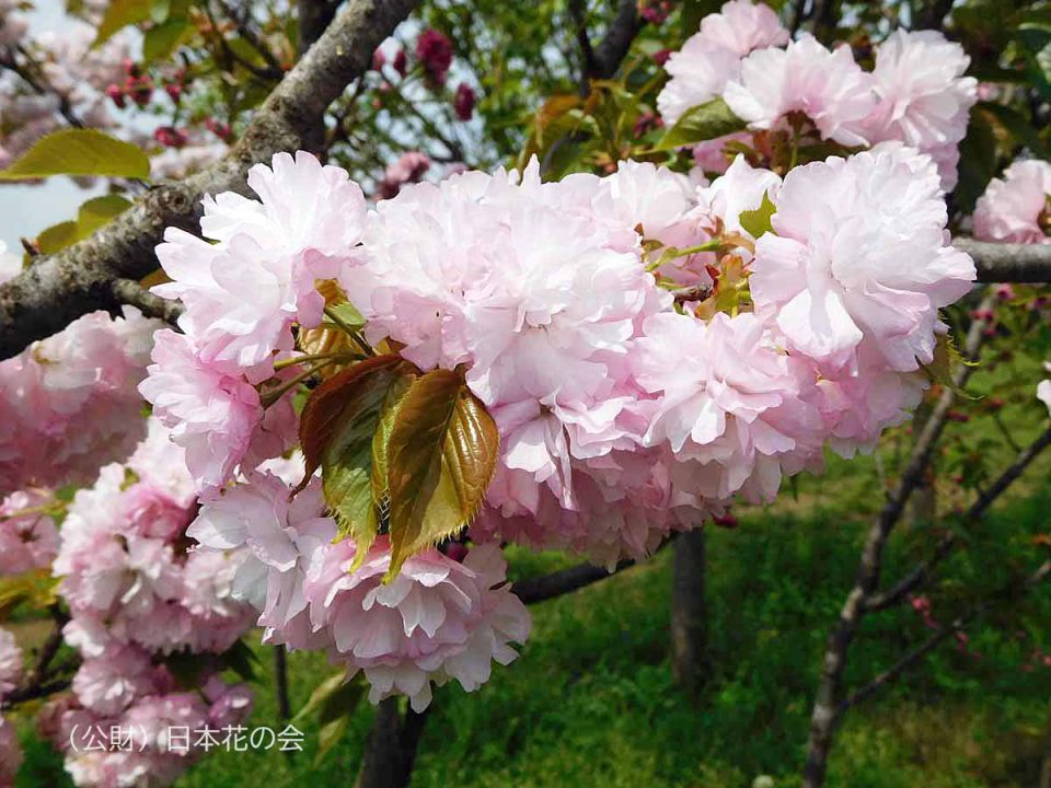 八重紅虎の尾