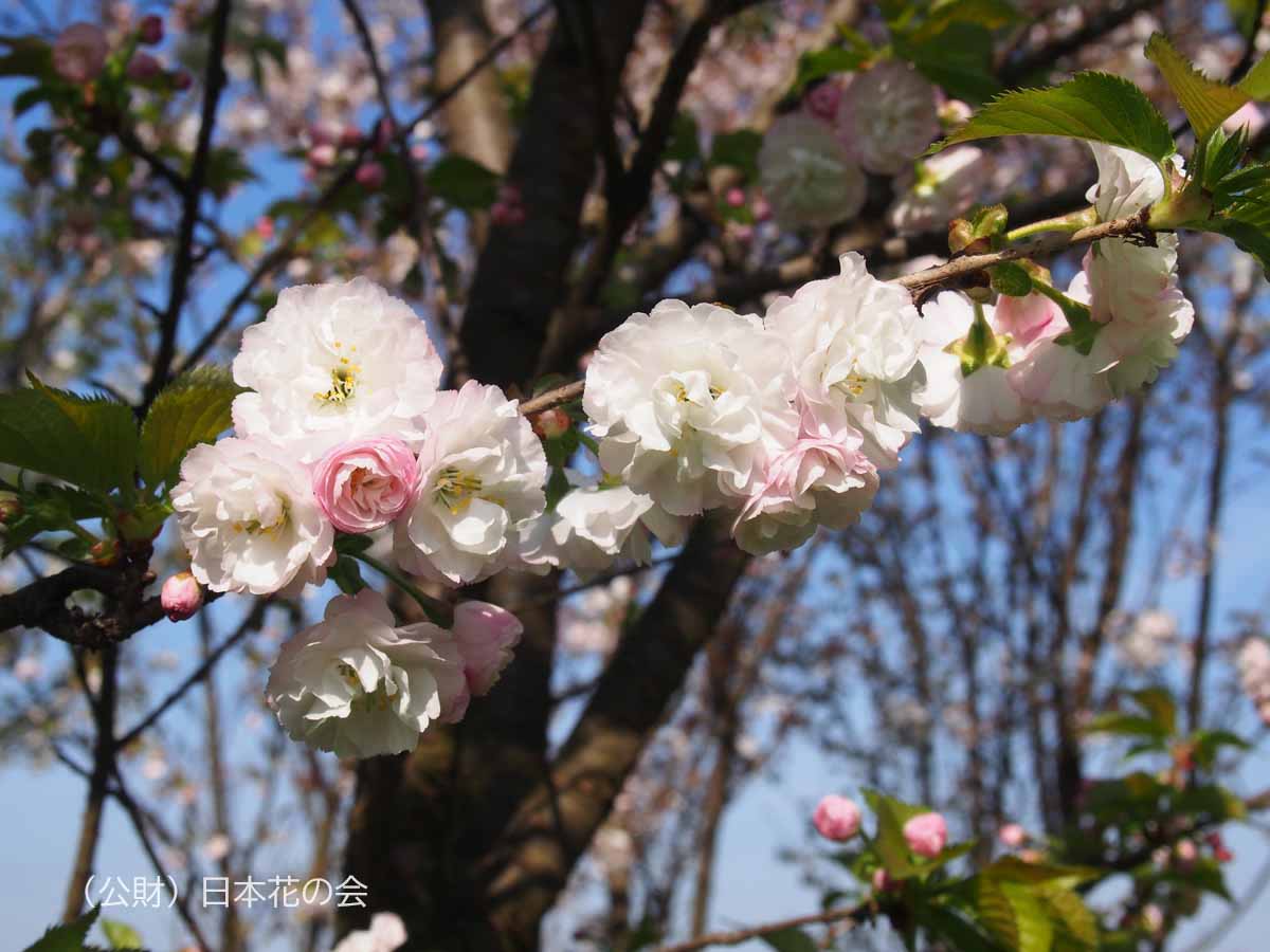 八重深山桜