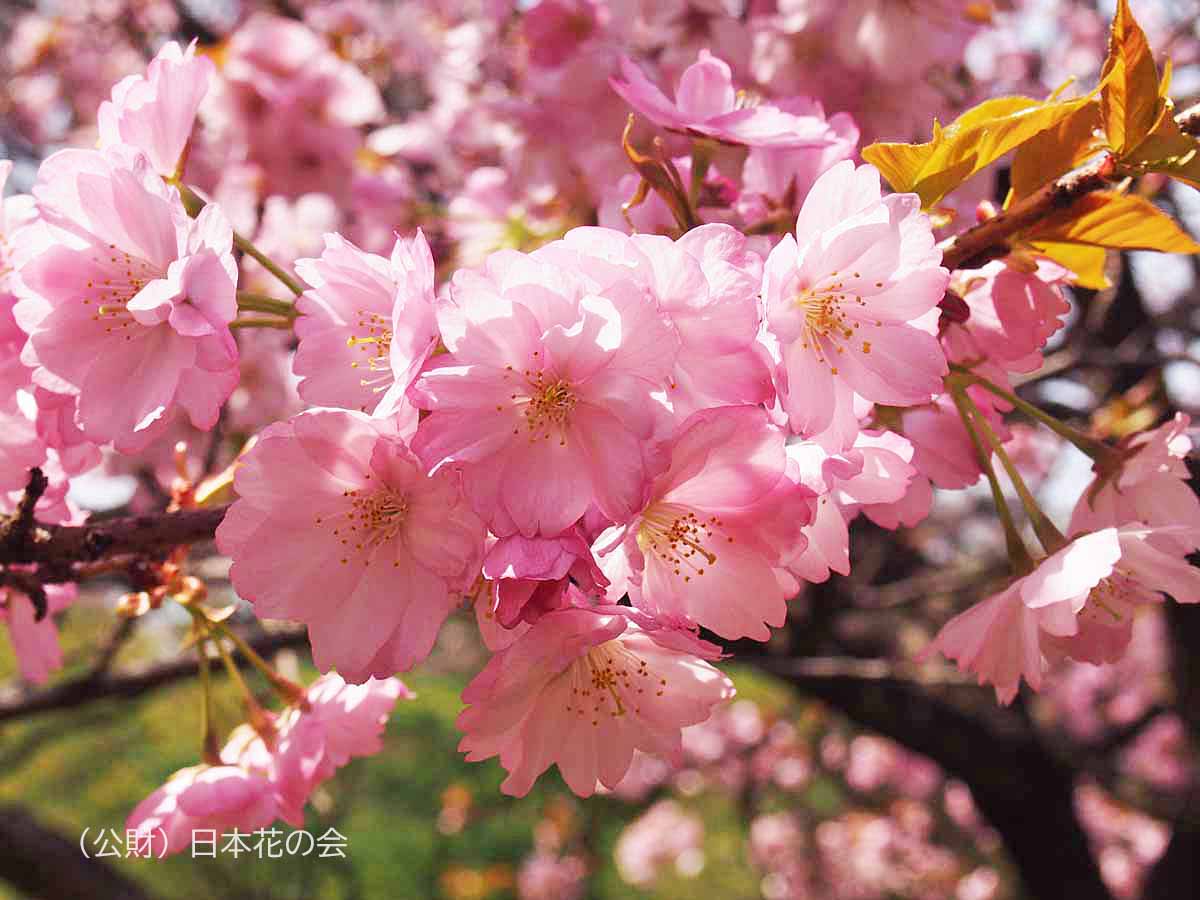 八重紫桜（小清水系）