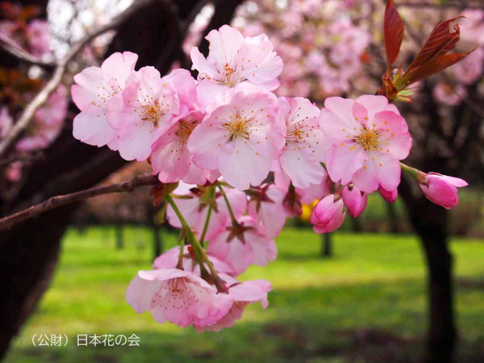 八重紫桜（富山林試系）