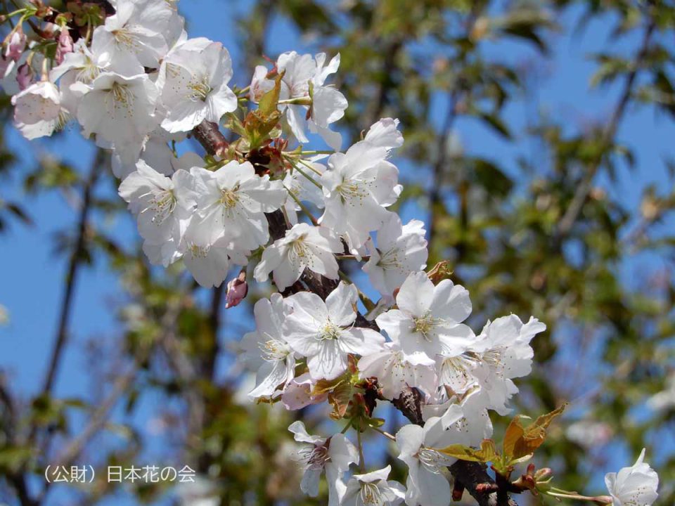 八房桜