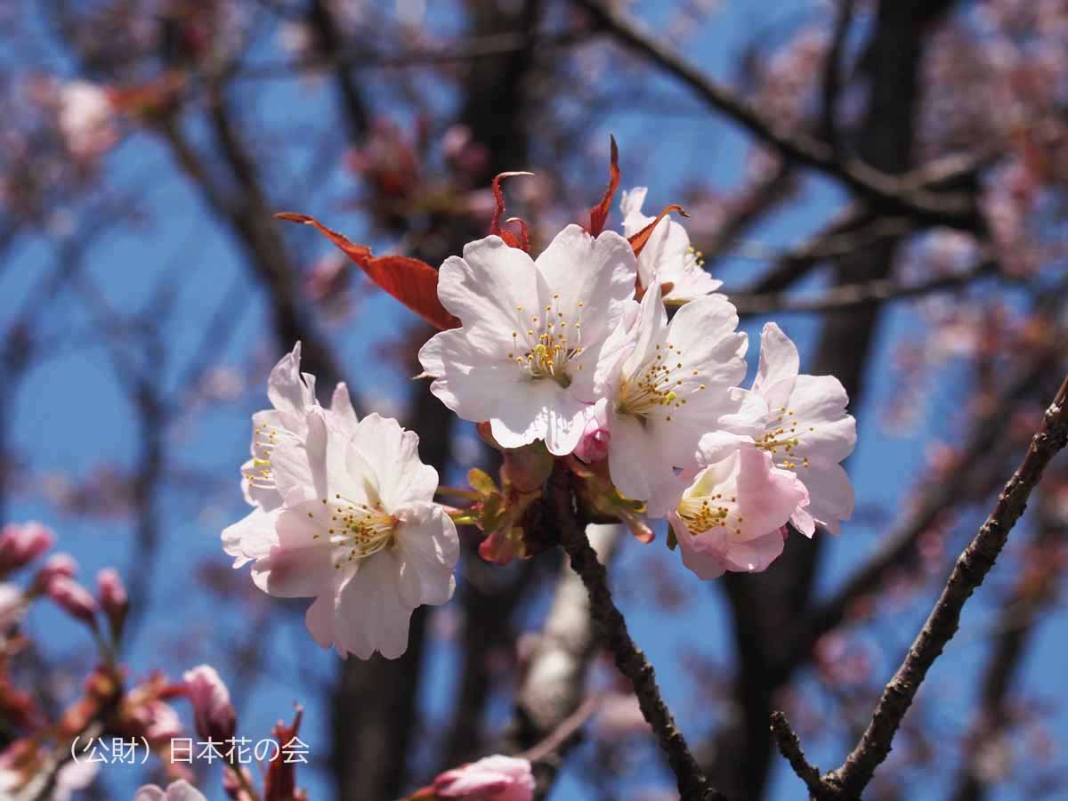 山越桜
