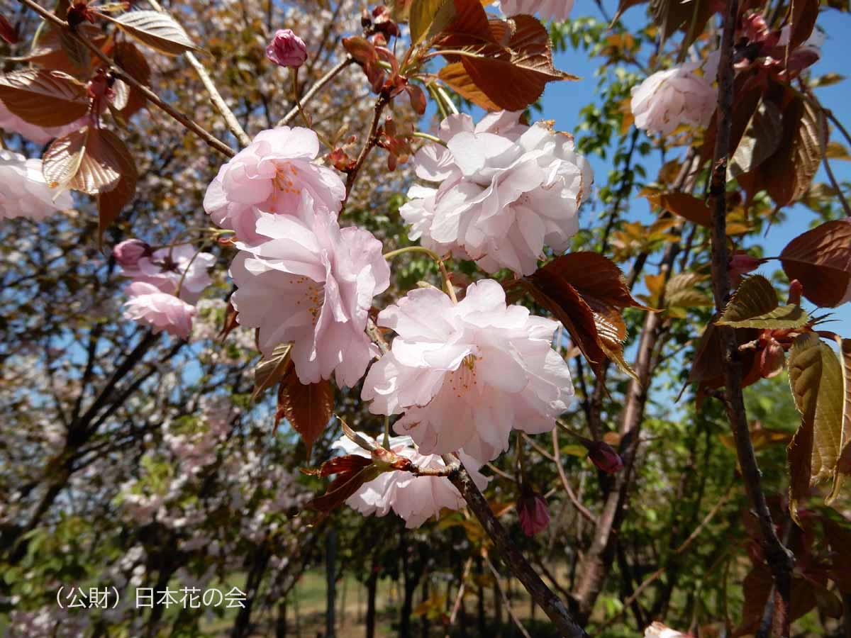 夢萩桜