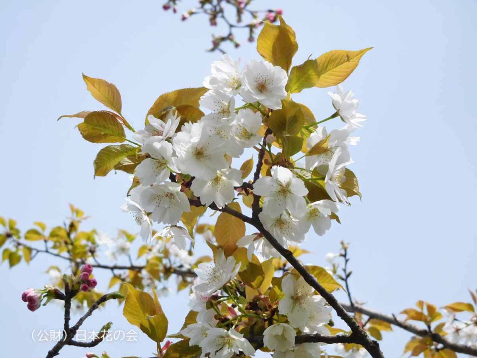 養老桜