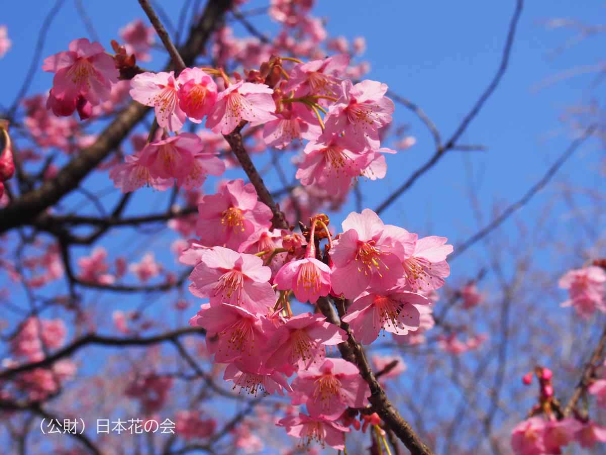 横浜緋桜