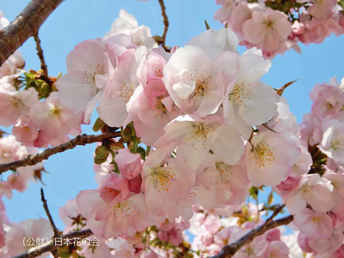 横輪桜　