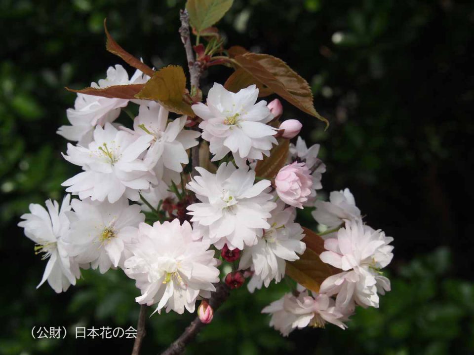 予野の八重桜