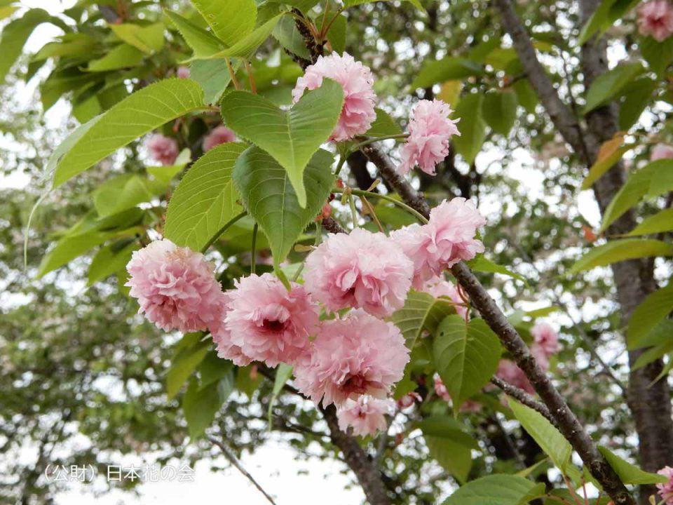 来迎寺菊桜