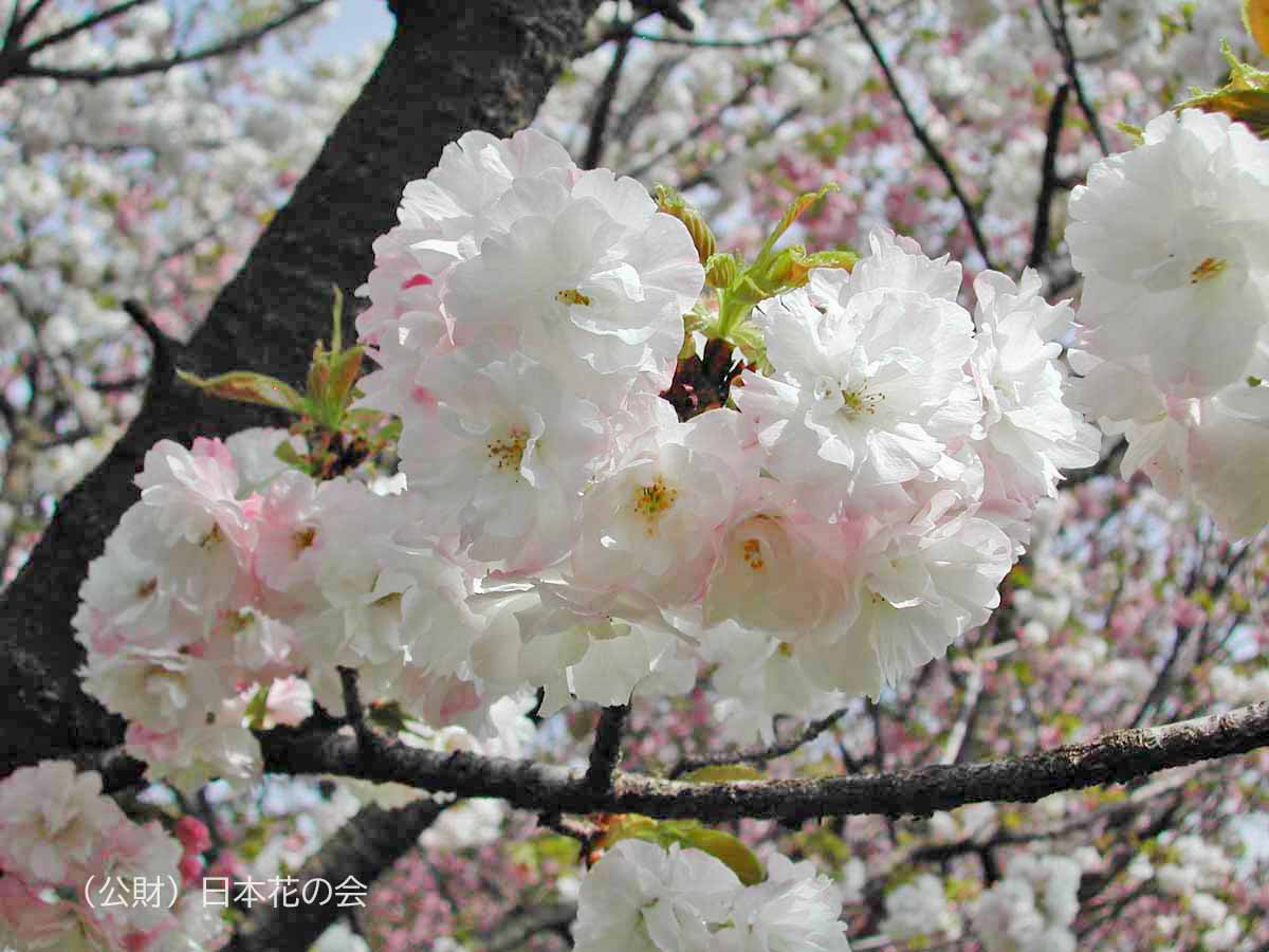 蘭蘭 桜図鑑 公益財団法人日本花の会