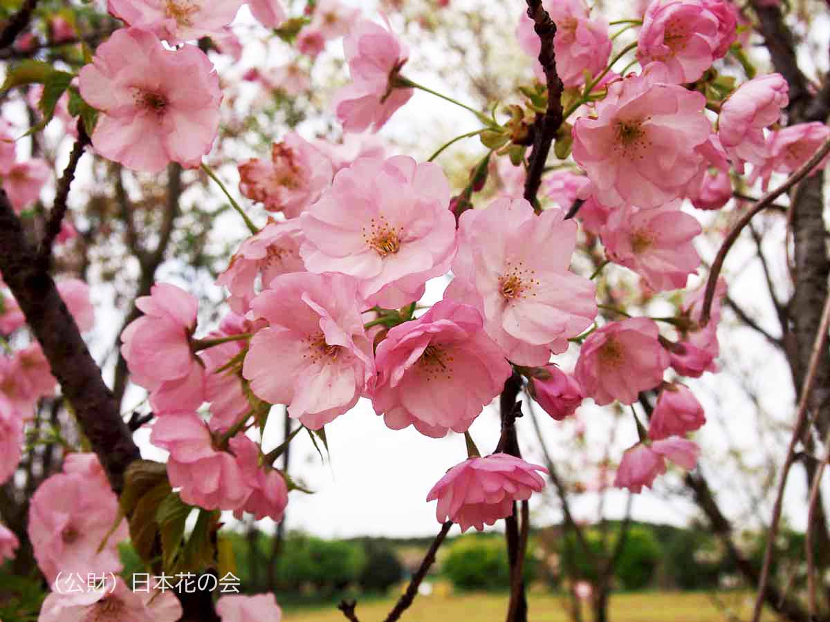 龍雲院紅八重桜