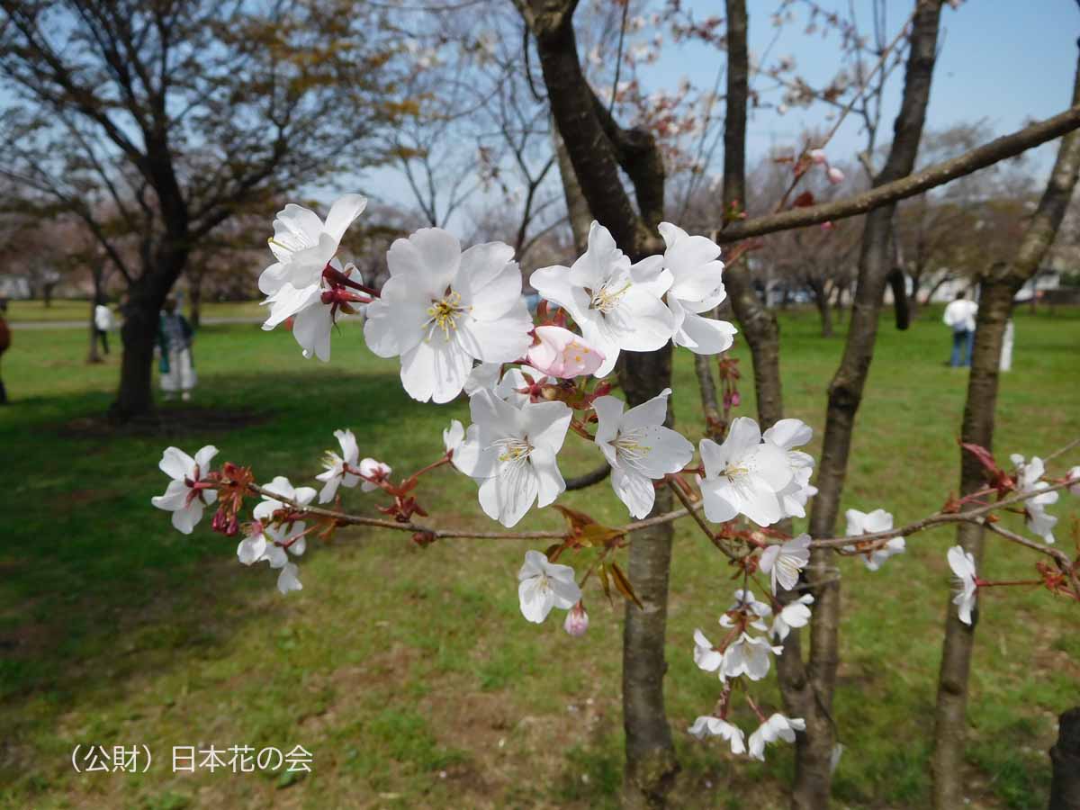 稚木の桜