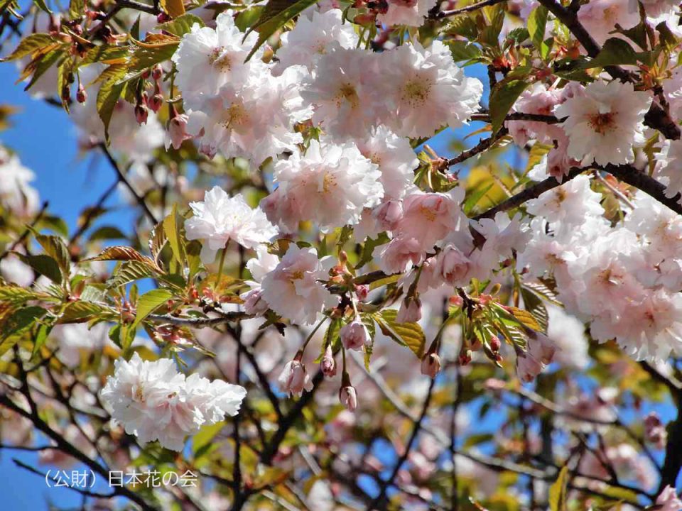 渡辺桜