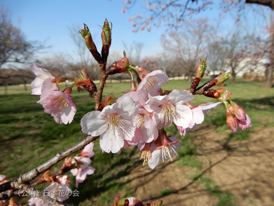 検索結果 桜図鑑 公益財団法人日本花の会