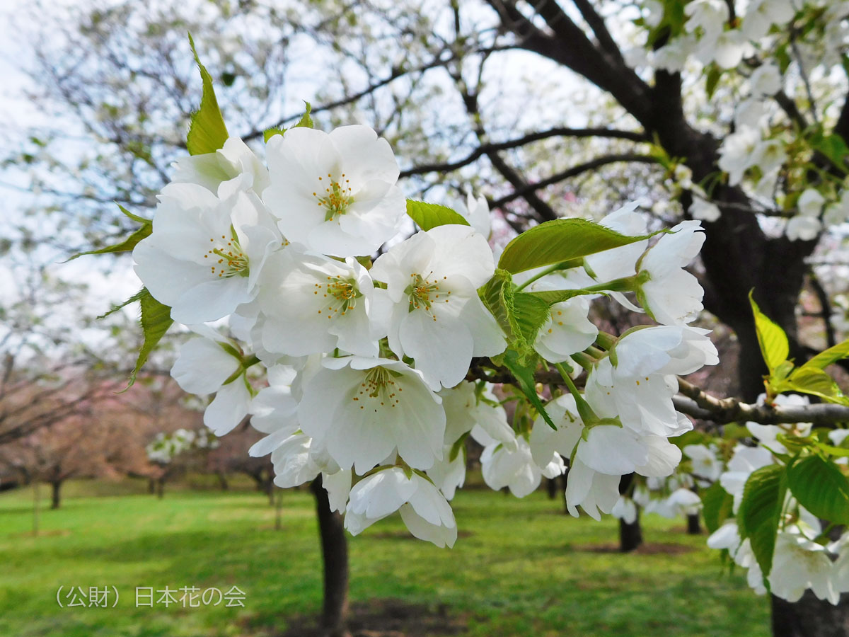 赤実大島 桜図鑑 公益財団法人日本花の会