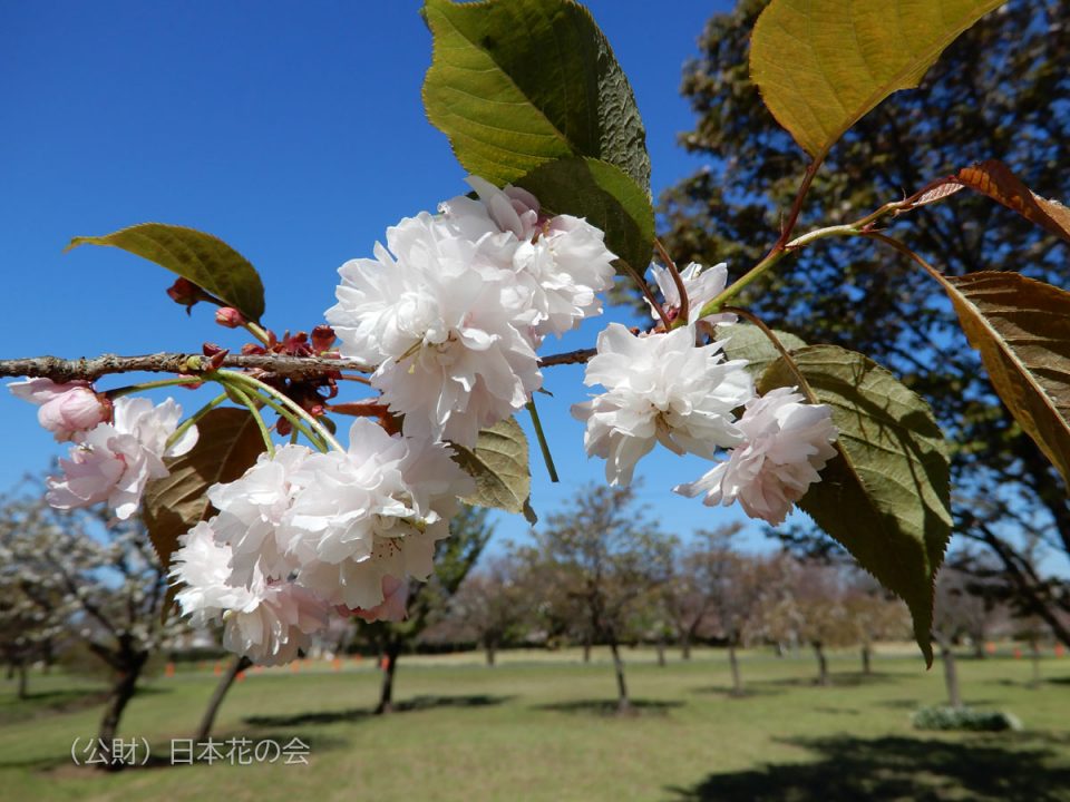 阿岸小菊桜