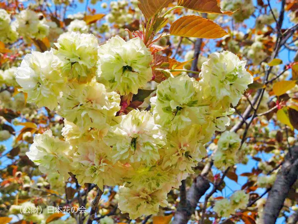 園里黄桜