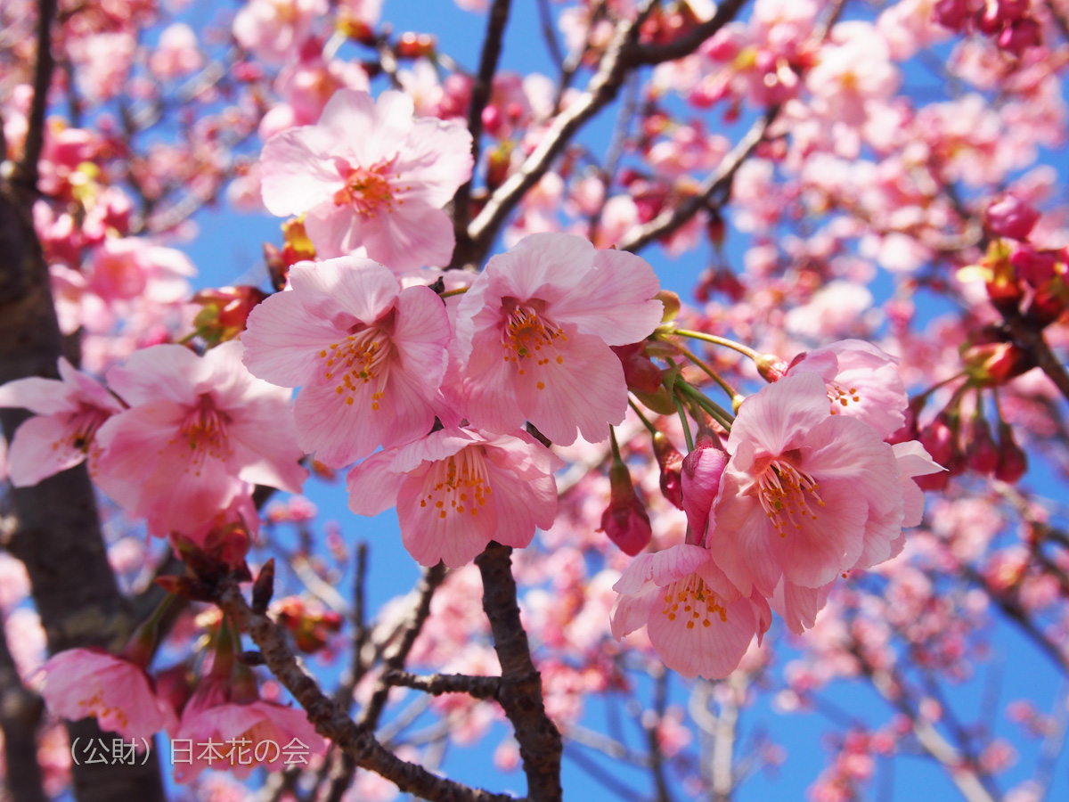陽光 桜図鑑 公益財団法人日本花の会