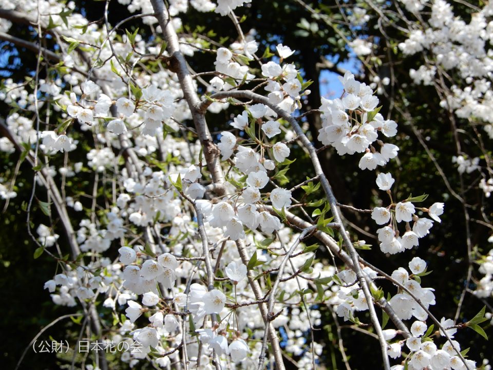 上野白雪枝垂