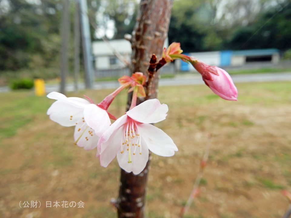 カ行 | 桜図鑑｜公益財団法人日本花の会