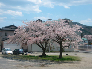 写真:2本の“思い出桜”(宮城県女川町