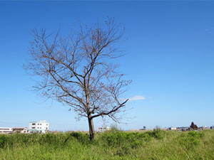 写真：“なとり復興桜”の苗木育成を支援（宮城県名取市）