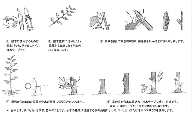 写真：芽接：増やしたい品種の芽を台木に接ぎ、苗木を育成する方法で、９月に実施します